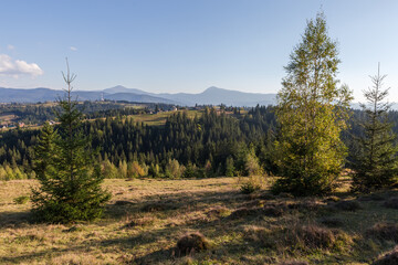 Carpathian Mountains ridges with mountain meadow and trees on foreground
