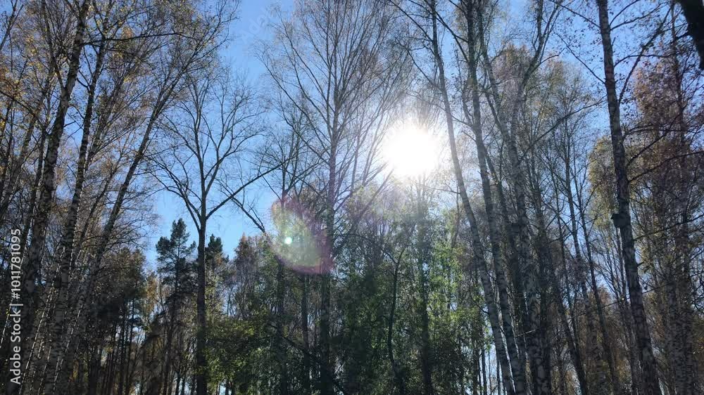 Aufkleber Serene Forest Canopy with Sunlight Shining Through Bare Branches and Green Foliage on a Clear Day with Blue Sky Background