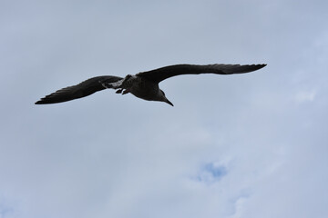 Vol Mouette en contrejour. 