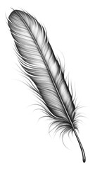 Obraz premium PNG Quill feather drawing sketch lightweight.