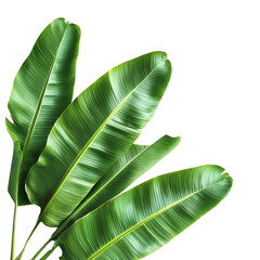 Banana leaves, white isolate background