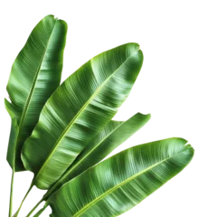 Banana leaves, white isolate background © Thanawin