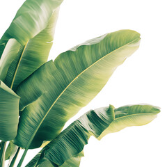 Obraz premium Banana leaves, white isolate background