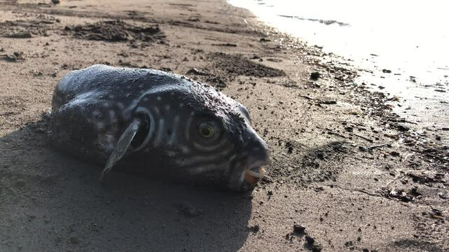 A dying pufferfish washed ashore due to the waves. Close up