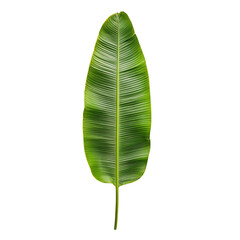 Green leaf, white isolate background