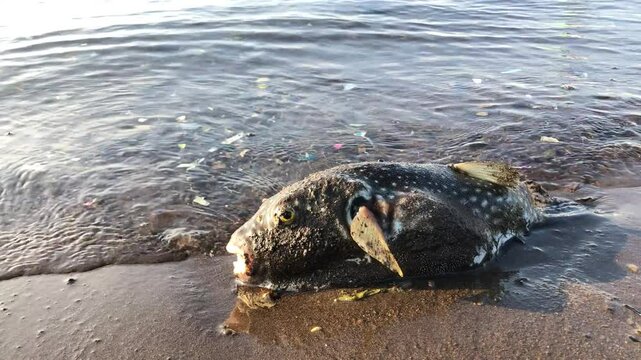 A dying pufferfish washed ashore due to the waves. Close up