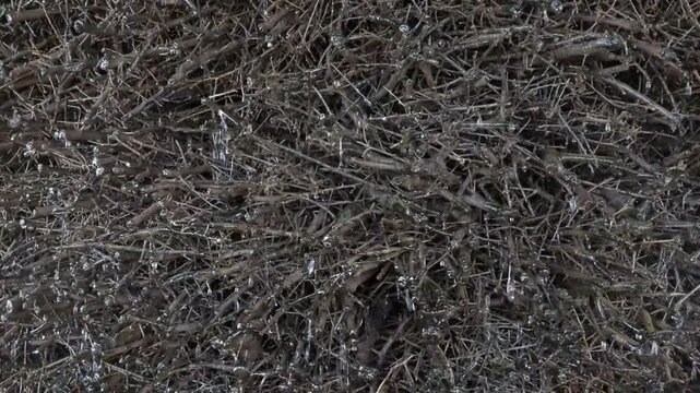 Drops of salt water runs down, close-up, brushwood. Graduation, mineral-rich water droplets in air are regarded as having beneficial health effects like breathing in sea air. Będzin, Poland.