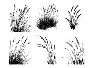 Set of hand drawn beach grass. Vector.
