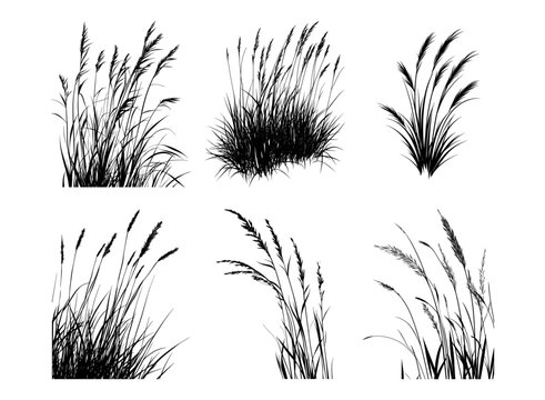 Set of hand drawn beach grass. Vector.
