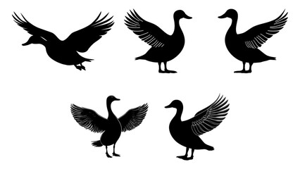 Set of realistic vector illustrations of geese and ducks, isolated on white background
