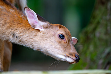 奈良県　奈良公園と鹿の風景