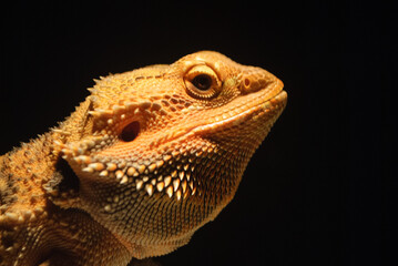 Close-up of a Bearded Dragon with Dramatic Lighting on a Black Background