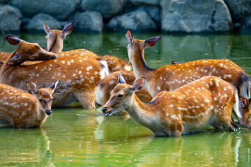 奈良県　奈良公園と鹿の風景