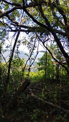 Fototapeta premium morning in the woods