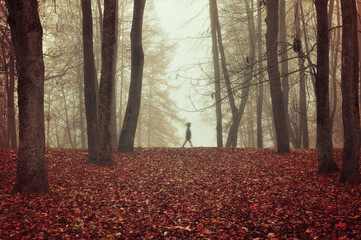 Fototapeta premium Halloween background with spooky atmosphere. Foggy autumn park with a ghost silhouette in dense fog walking between bare trees