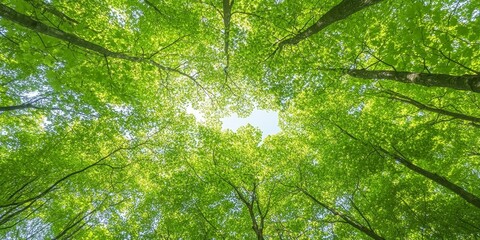 Forest Canopy: Capture a top-down view of a dense forest canopy with rich, vibrant green leaves and occasional sunlight breaking through the trees, creating a peaceful, n
