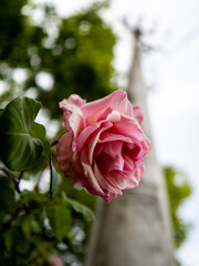pink roses in a garden