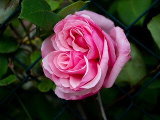 pink roses in garden on a fence