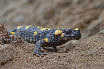 Fire Salamander, Feuersalamander (Salamandra salamandra)