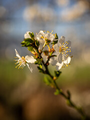tree blossom