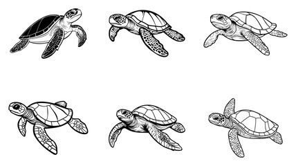 Vector illustration of cute sea turtle on white background.
