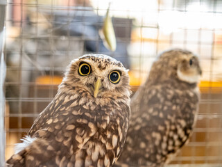 great horned owl