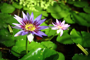Egyptian lotus, or Nymphaea nouchali water lily flower in a garden