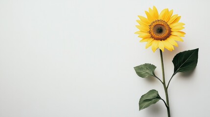Obraz premium A single sunflower stem with large green leaves and a bright yellow bloom, standing tall on a pure white background, symbolizing positivity and nature.