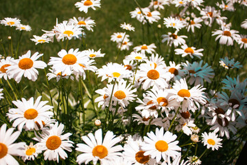 field of daisies