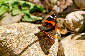 butterfly on a rock