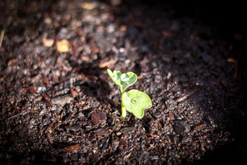 sprout in a garden