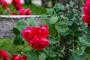 red roses against garden fence