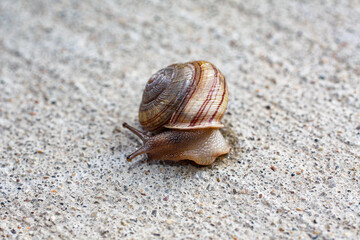 snail on textured sidewalk