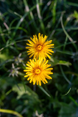 yellow dandelion flower