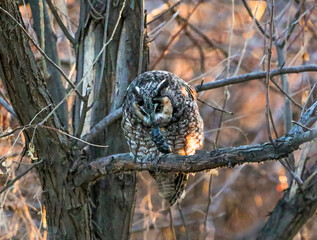 A Long-eared Owl regurgitating a pellet close to sunset. A pellet is comprised of undigestible material such as bones, claws, fur or feathers.