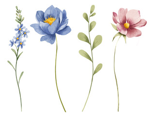 Floral set, flowers and leaves, watercolor digital illustration for greeting card, poster, invitation and other printing design. Isolated on white. Hand drawn.