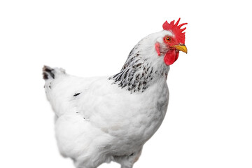 chicken isolated on white