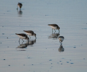 Avalon, New Jersey - A flock of sandpipers feeding at the waters edge at sunset on the beach of this Jersey Shore town