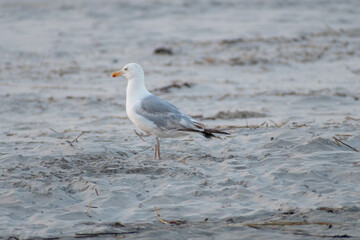 Avalon, New Jersey - A  seagull standing on the beach - He's checking out that sandwich you are holding and is hoping you drop it