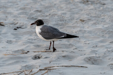 Avalon, New Jersey - Black headed Laughing seagull on the beach 