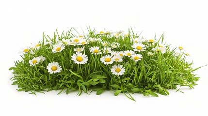 Fresh White Daisies Among Green Grass