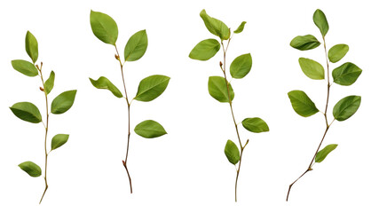 PNG Small green rose leaf twigs plant herbs freshness.