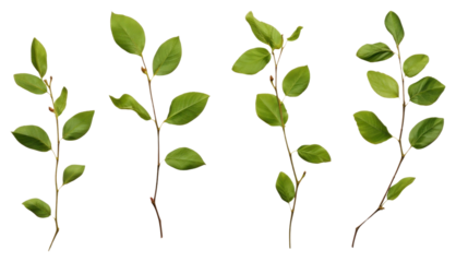 PNG Small green rose leaf twigs plant herbs freshness.