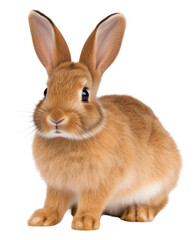 Obraz premium PNG Rabbit rodent mammal animal.