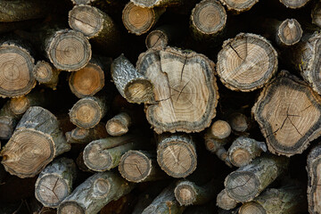 Wooden logs in the forest as a background. Firewood stacked in a pile. 