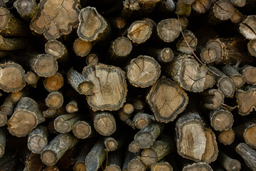Wooden logs in the forest as a background. Firewood stacked in a pile. 