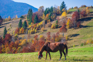 A brown horse grazes peacefully on a green meadow, set against the stunning backdrop of...