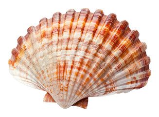 PNG Shell invertebrate accessories accessory.