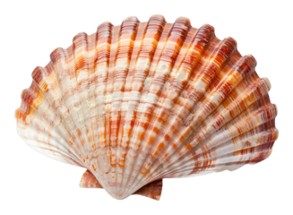 PNG Shell invertebrate accessories accessory.