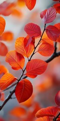 Vibrant orange leaves on a branch during autumn, showcasing nature's beauty.